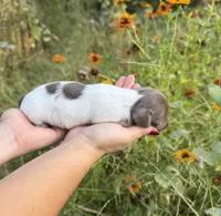 AKC Cookie, a female Miniature Dachshund for sale in Bonne Terre, MO – 4 of 7