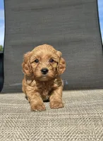 APRI Talon , a male Cavapoo for sale in Bonne Terre, MO – 4 of 10