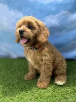 APRI August , a male Cavapoo for sale in Bonne Terre, MO – 2 of 10