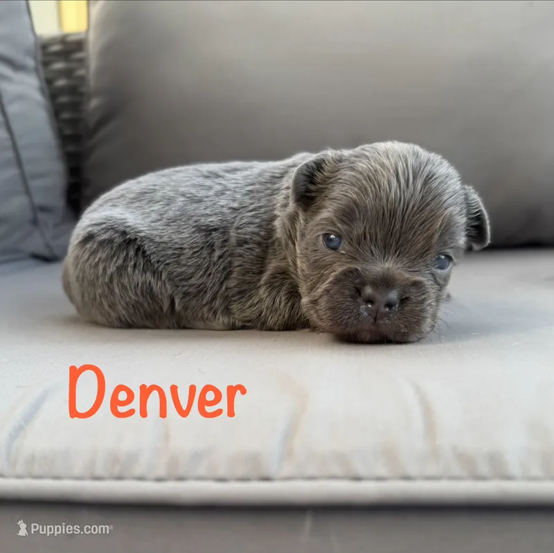 AKC Denver – French Bulldog puppy for sale in Bonne Terre, MO