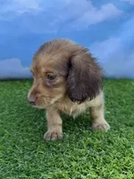 AKC Callie , a female Miniature Dachshund for sale in Bonne Terre, MO – 8 of 10