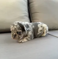 AKC Diesel , a male French Bulldog for sale in Bonne Terre, MO – 8 of 10