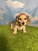 AKC Stetson , a male Miniature Dachshund for sale in Bonne Terre, MO – 3 of 10