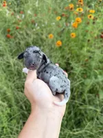 AKC Jolene , a female Miniature Dachshund for sale in Bonne Terre, MO – 4 of 10