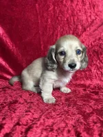 AKC Stetson , a male Miniature Dachshund for sale in Bonne Terre, MO – 7 of 8