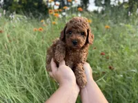 Rex, a male Poodle - Toy  for sale in Bonne Terre, MO – 2 of 8