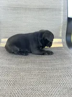 AKC Madden, a male French Bulldog for sale in Bonne Terre, MO – 7 of 7