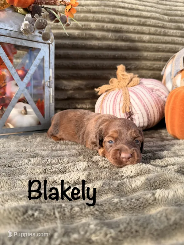 AKC Blakely – Miniature Dachshund puppy for sale in Bonne Terre, MO