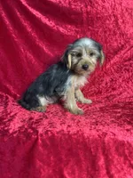 APRI Handsome Holt, a male Yorkshire Terrier for sale in Bonne Terre, MO – 6 of 6
