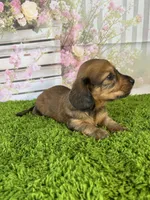 AKC Ellie, a female Miniature Dachshund for sale in Bonne Terre, MO – Photo 3 of 10