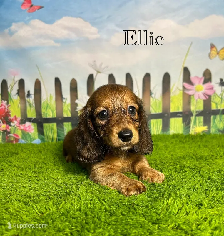 AKC Ellie – Miniature Dachshund puppy for sale in Bonne Terre, MO