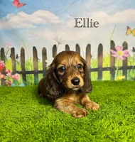 AKC Ellie, a female Miniature Dachshund for sale in Bonne Terre, MO – 1 of 10