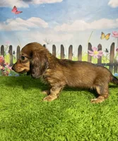 AKC Ellie, a female Miniature Dachshund for sale in Bonne Terre, MO – 3 of 10