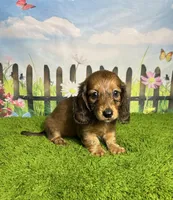 AKC Ellie, a female Miniature Dachshund for sale in Bonne Terre, MO – 2 of 10
