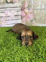 AKC Ellie, a female Miniature Dachshund for sale in Bonne Terre, MO – Photo 2 of 10