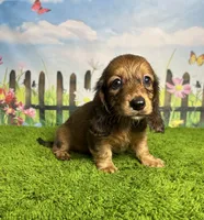 AKC Ellie, a female Miniature Dachshund for sale in Bonne Terre, MO – 4 of 10