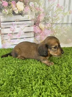 AKC Ellie, a female Miniature Dachshund for sale in Bonne Terre, MO – Photo 8 of 10