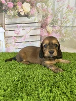 AKC Ellie, a female Miniature Dachshund for sale in Bonne Terre, MO – Photo 4 of 10