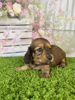 AKC Ellie, a female Miniature Dachshund for sale in Bonne Terre, MO – Photo 6 of 10