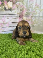 AKC Ellie, a female Miniature Dachshund for sale in Bonne Terre, MO – Photo 7 of 10