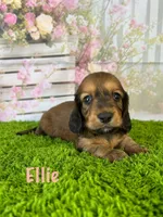 AKC Ellie, a female Miniature Dachshund for sale in Bonne Terre, MO – Photo 1 of 10