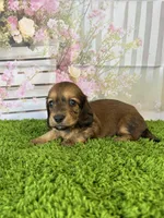 AKC Ellie, a female Miniature Dachshund for sale in Bonne Terre, MO – Photo 5 of 10