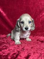 AKC Stetson , a male Miniature Dachshund for sale in Bonne Terre, MO – 3 of 8