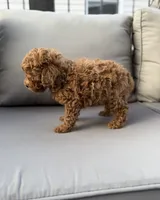 Harper , a female Poodle - Miniature  for sale in Bonne Terre, MO – 7 of 8