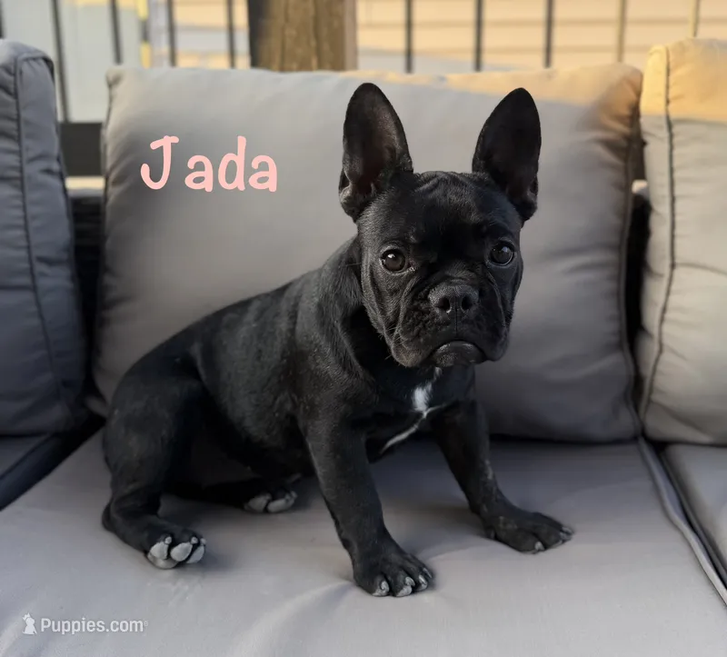 AKC Jada – French Bulldog puppy for sale in Bonne Terre, MO