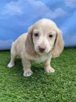 AKC Cash, a male Miniature Dachshund for sale in Bonne Terre, MO – 6 of 9