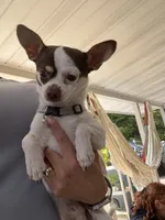 Mickey , a male Chihuahua for sale in Reading, PA – 4 of 5