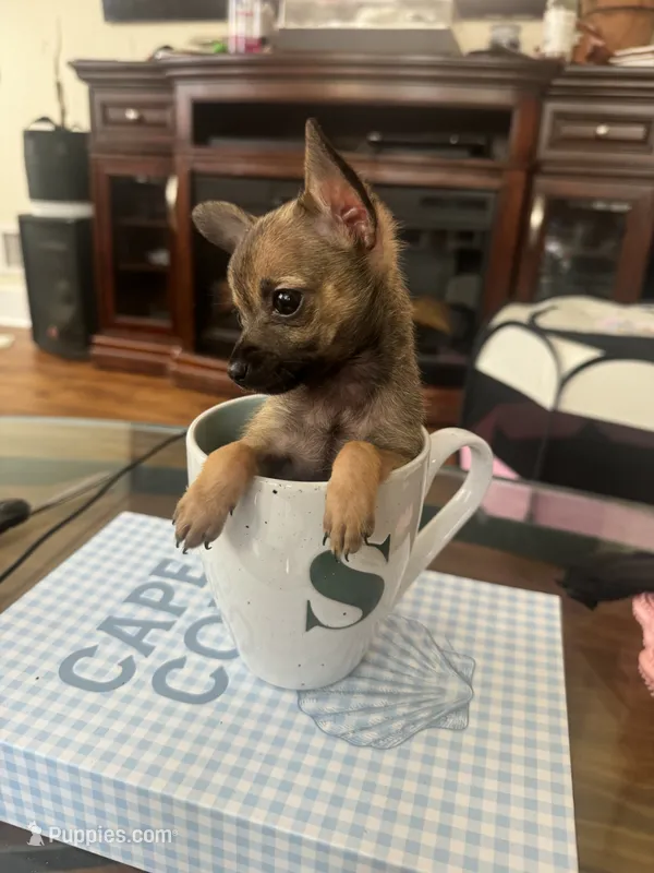 Star  – Chihuahua puppy for sale in Reading, PA