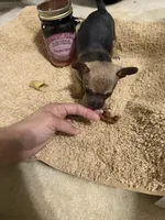 Star , a female Chihuahua for sale in Reading, PA – 3 of 3
