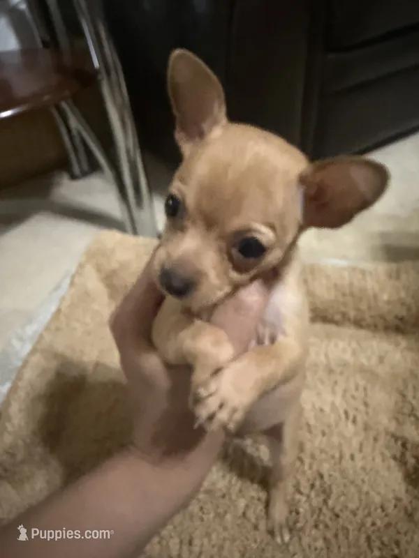 Jerry – Chihuahua puppy for sale in Reading, PA
