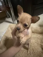 Jerry, a male Chihuahua for sale in Reading, PA – 1 of 4