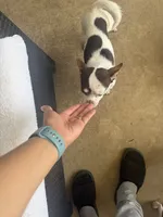 Mickey , a male Chihuahua for sale in Reading, PA – 3 of 5