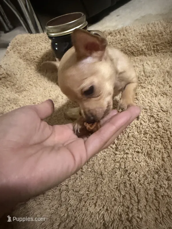 Jerry – Chihuahua puppy for sale in Reading, PA