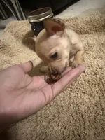 Jerry, a male Chihuahua for sale in Reading, PA – 2 of 4
