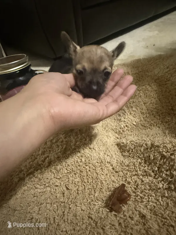 Star  – Chihuahua puppy for sale in Reading, PA