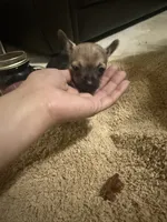 Star , a female Chihuahua for sale in Reading, PA – 1 of 3