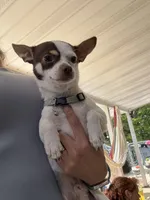 Mickey , a male Chihuahua for sale in Reading, PA – 1 of 5