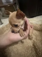 Jerry, a male Chihuahua for sale in Reading, PA – 3 of 4