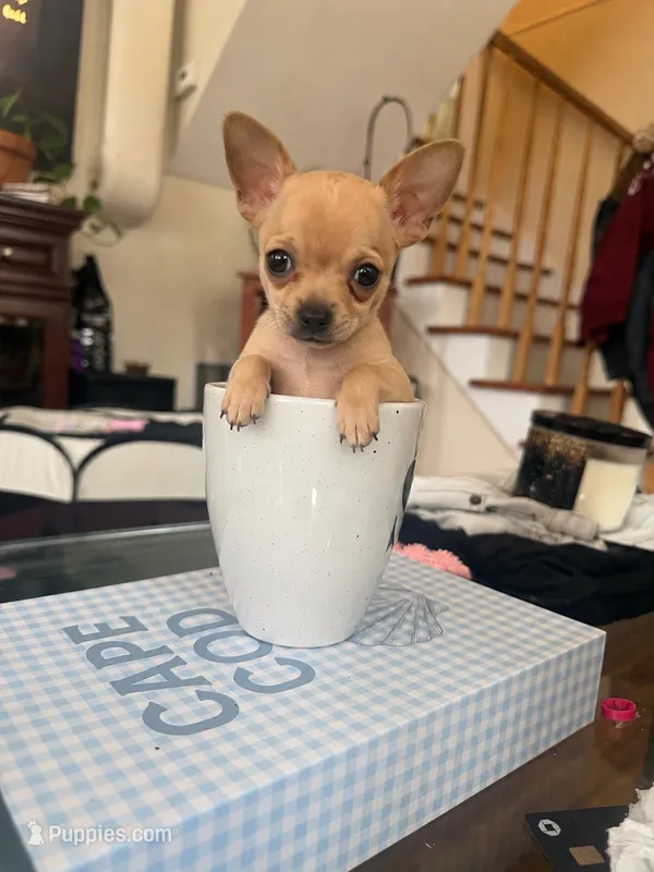 Jerry – Chihuahua puppy for sale in Reading, PA