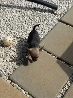 Star , a female Chihuahua for sale in Reading, PA – 2 of 3