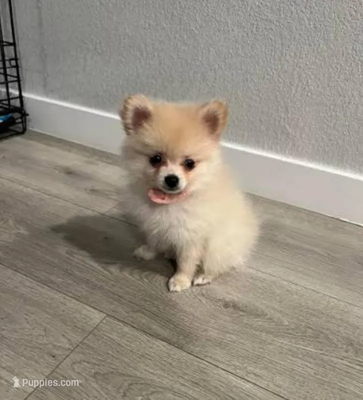 Pompom – Pomeranian puppy for sale in Los Angeles, CA