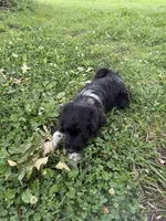 Blue, a male Border Collie and Poodle - Standard  for sale in Benton, MO – 5 of 5