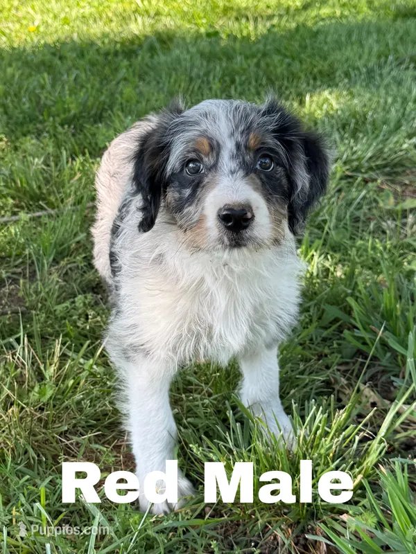Red – Border Collie, Poodle - Standard  puppy for sale in Benton, MO