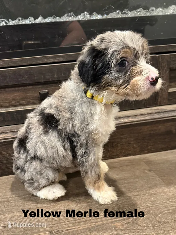Yellow – Poodle - Standard , Bordoodle puppy on hold in Benton, MO