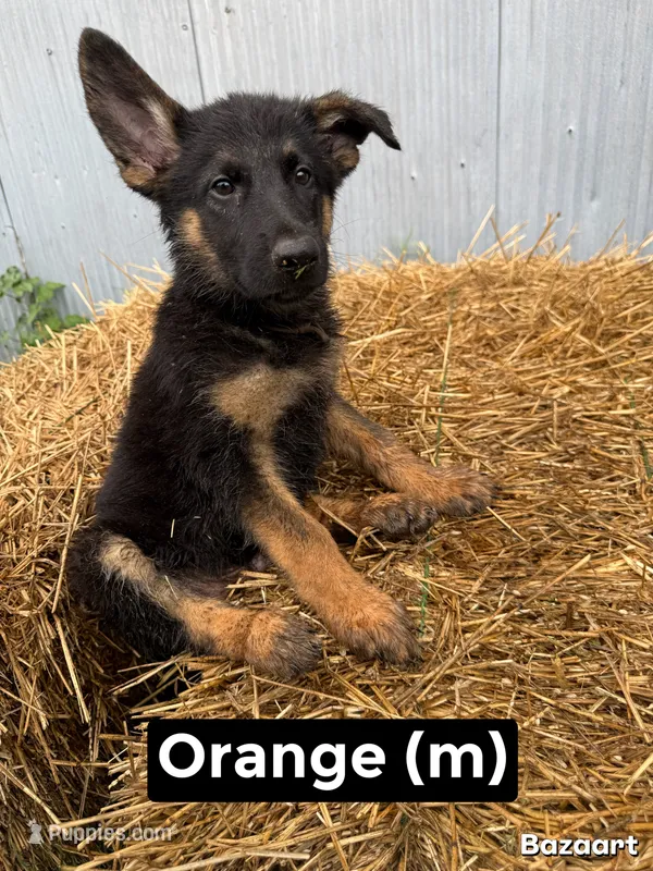 Orange – German Shepherd Dog puppy for sale in Benton, MO