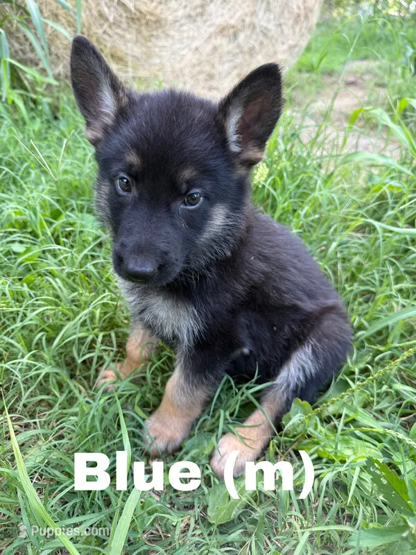 Blue – German Shepherd Dog puppy for sale in Benton, MO